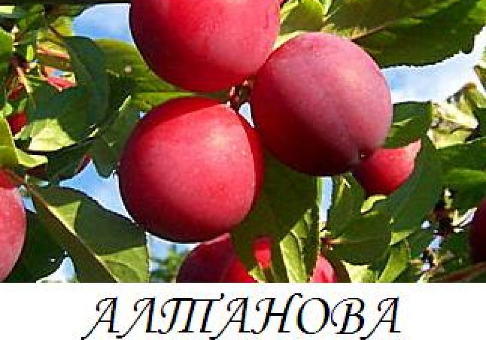 altanova_renkloda