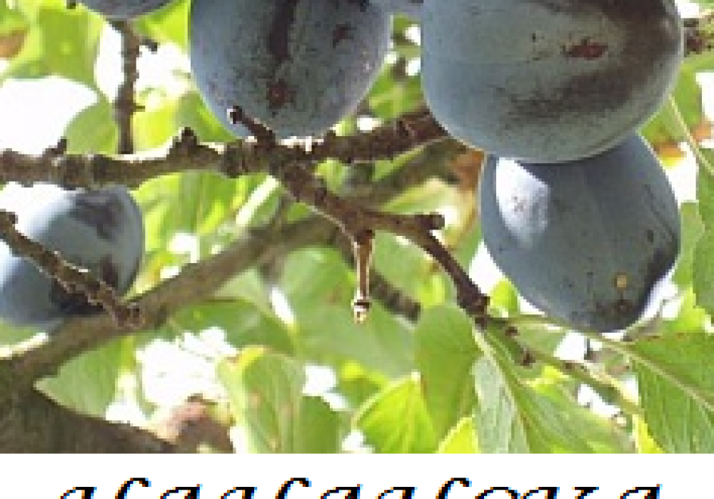 chachanska_lepotica
