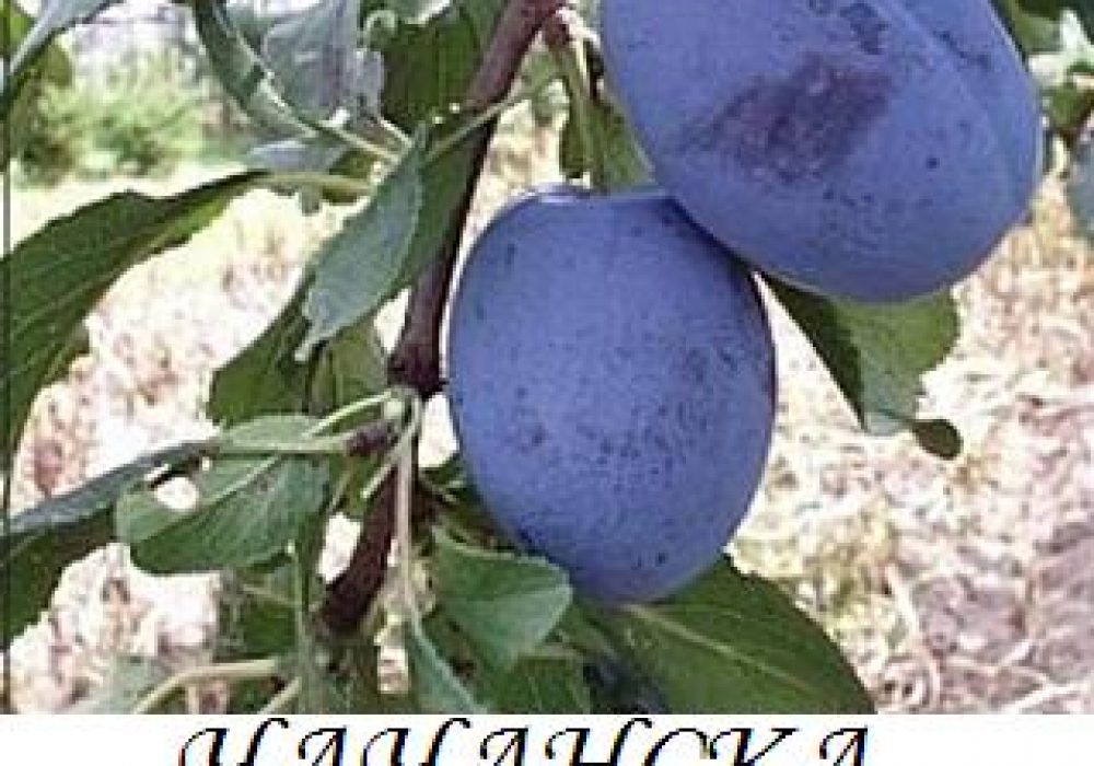 chachanska_naibolq