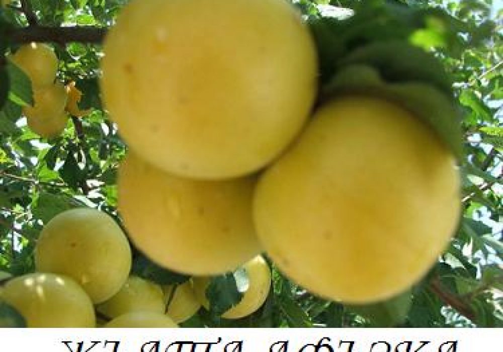 jylta_afyzka