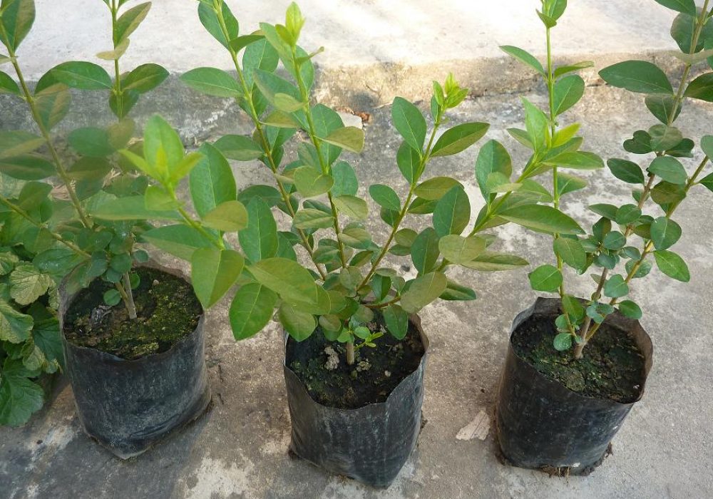 ligustrum